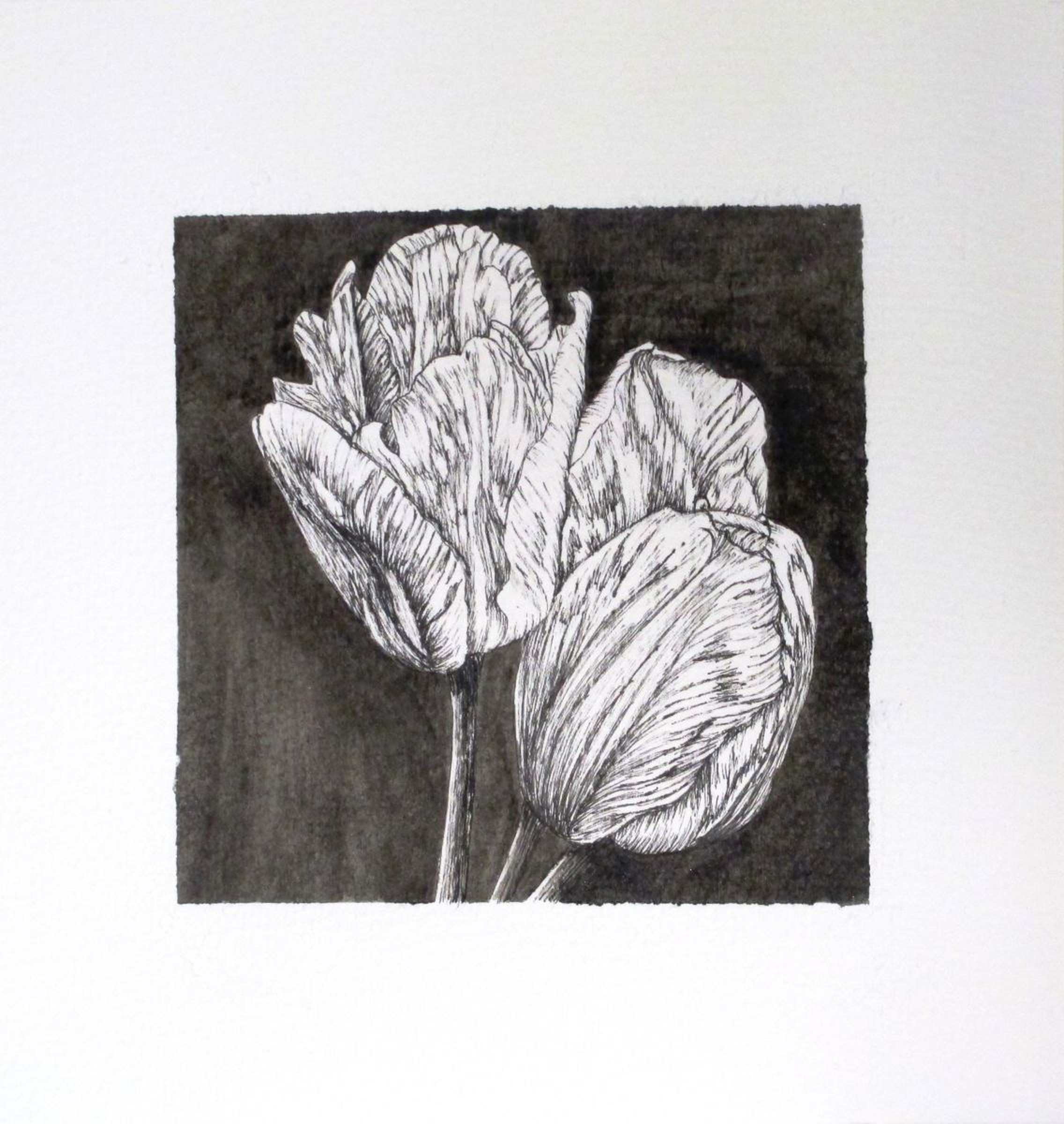 B W Tulips 1 Ink Drawing By Angela Stanbridge Artfinder Drawing size 25x18cm on a4 black mount board. artfinder