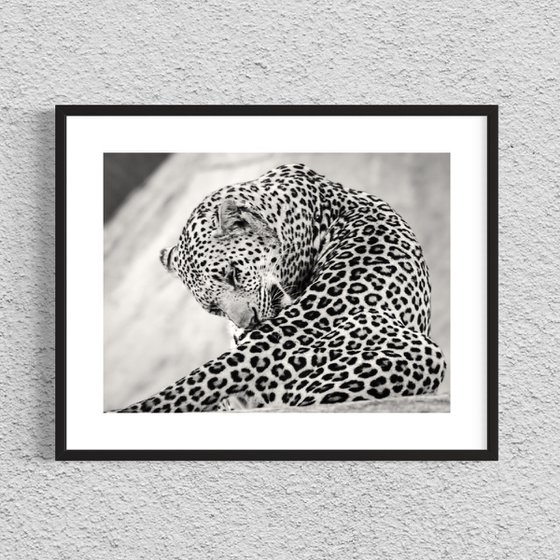 THE BIG LEOPARD