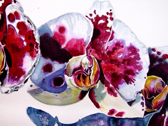 Orchid floral