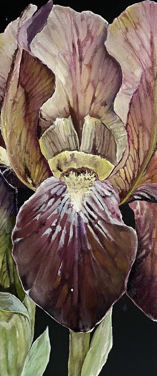 Iris flowers by Myroslava Denysyuk