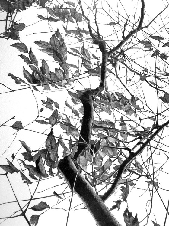 Whispers of the Canopy.
