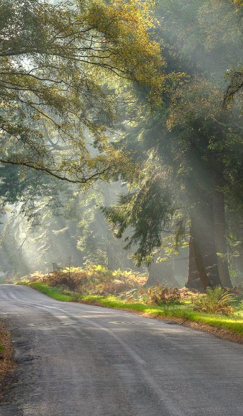 Rays on Rhinefield - New Forest by Baxter Bradford