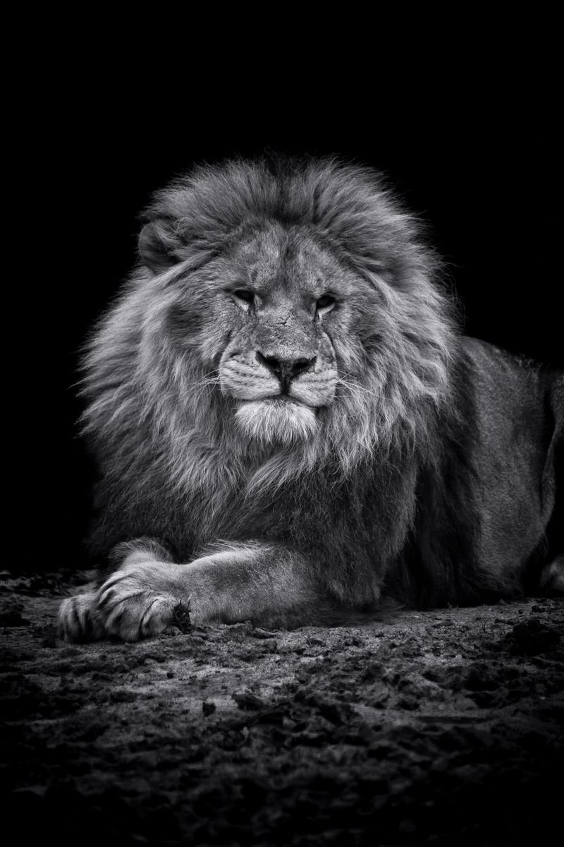 Photorealistic Photograph , Boss By Paul Nash, 16 X 24, Artwork For Sale On Artfinder