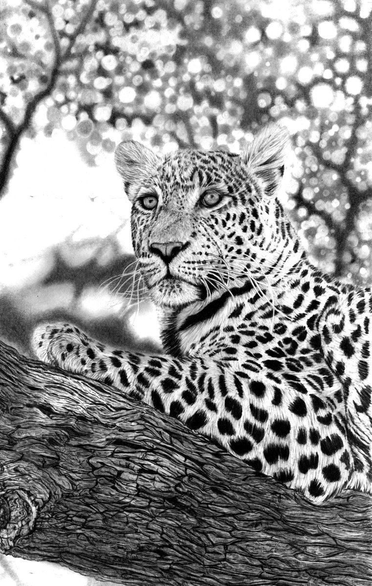 Tree Leopard 2023 by Paul Stowe