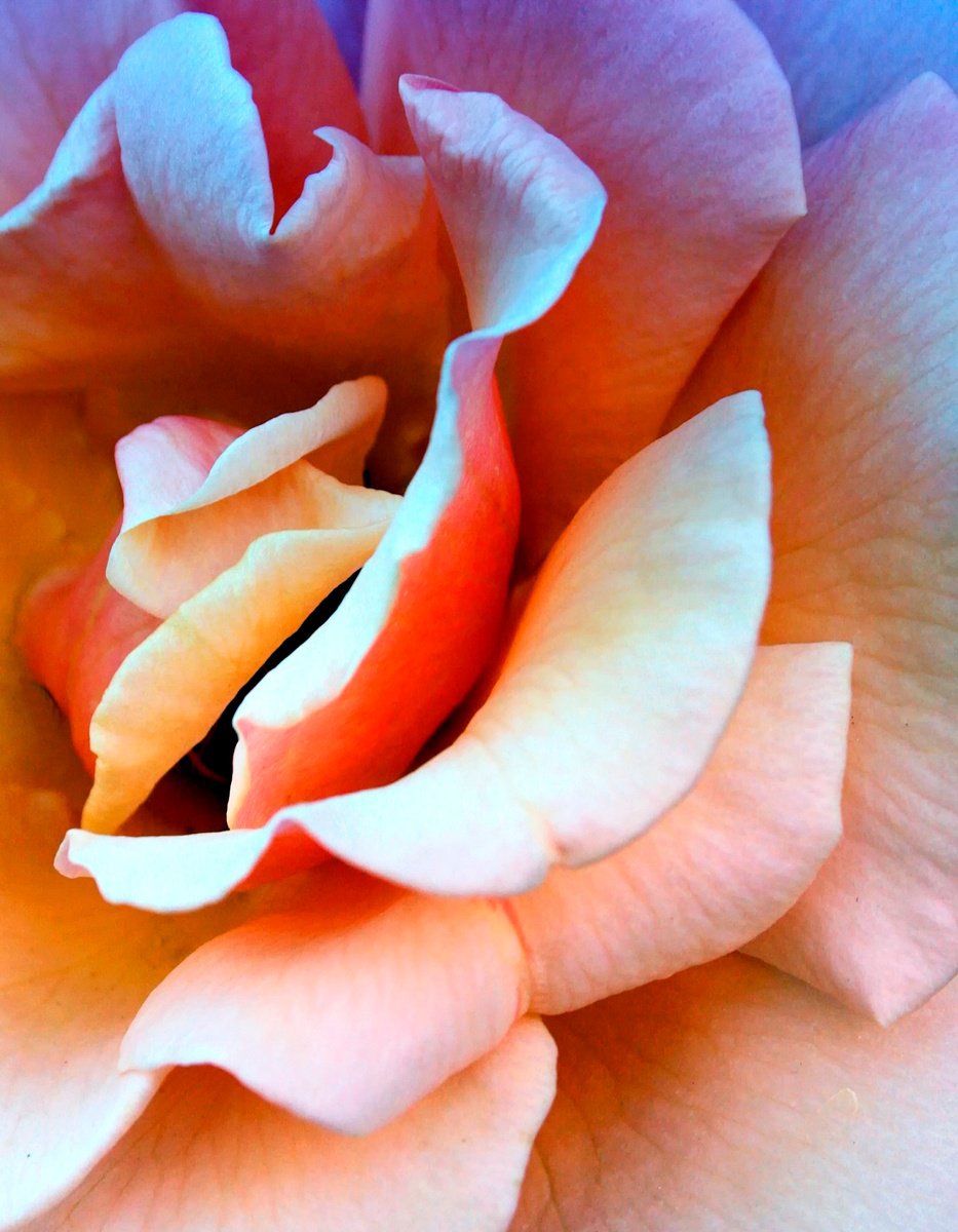 Impressionistic Botanical Photograph By William Dey, 25 X 32", The Last Blush Of The Rose, Original Artwork