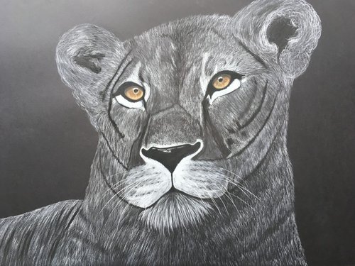 Lioness by Ruth Searle