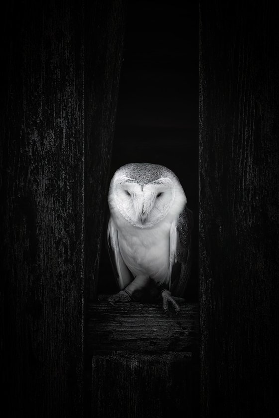 Barn Owl Peeking out