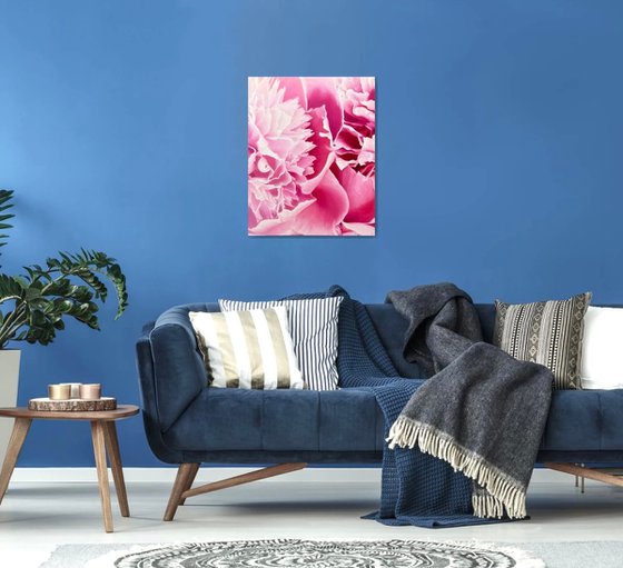 Angel’s Kiss. Peonies