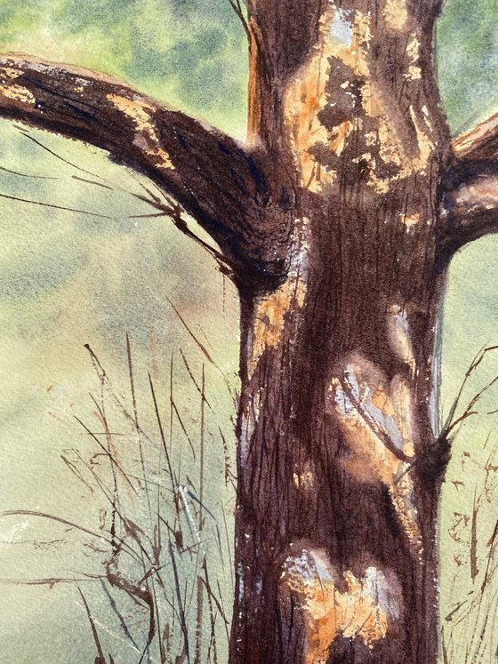 Tree Portrait
