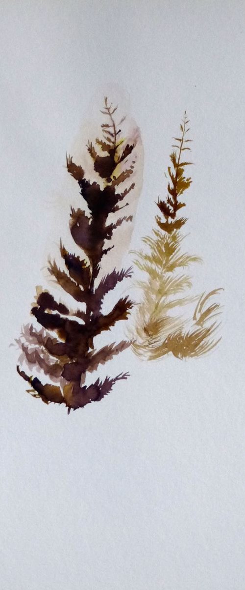Pine Wood Study 6, 24x16 cm by Frederic Belaubre