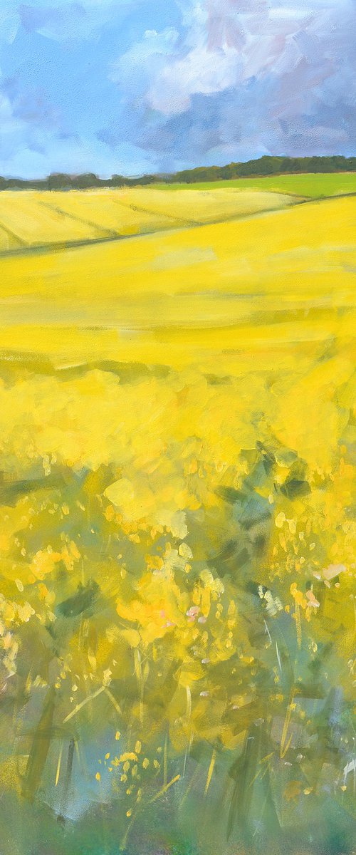 May fields. by Tom Cringle