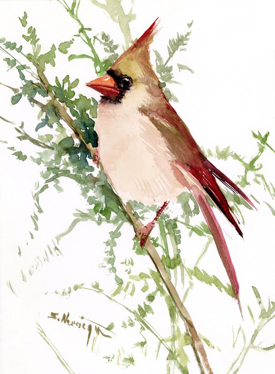 Female Cardinal
