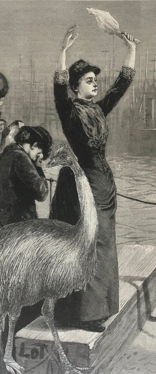 The comfort of an emu by Tudor Evans