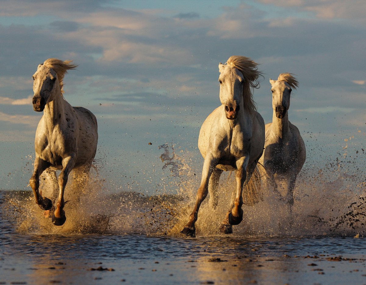 Horses 3 by Pavel Oskin