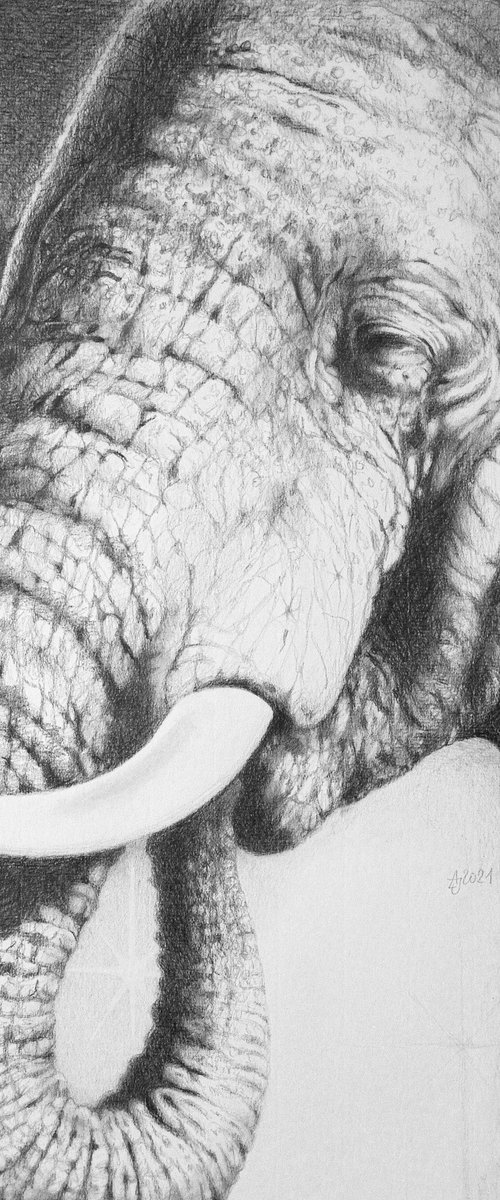 Starry Elephant by Jolanta Czarnecka