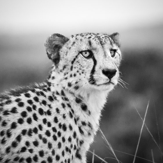 Cheetah Surveying the Plains