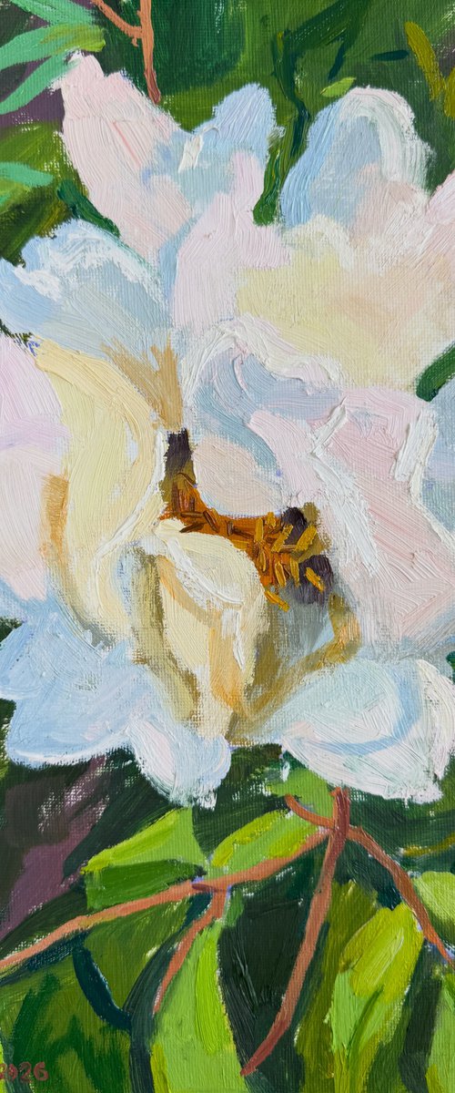 Peony by Kate Sosonna