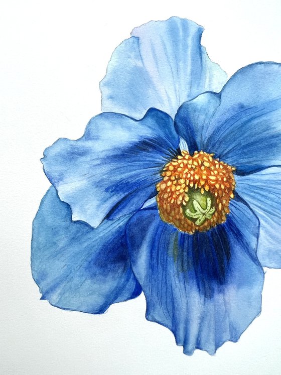 Blue poppy. Original watercolor artwork