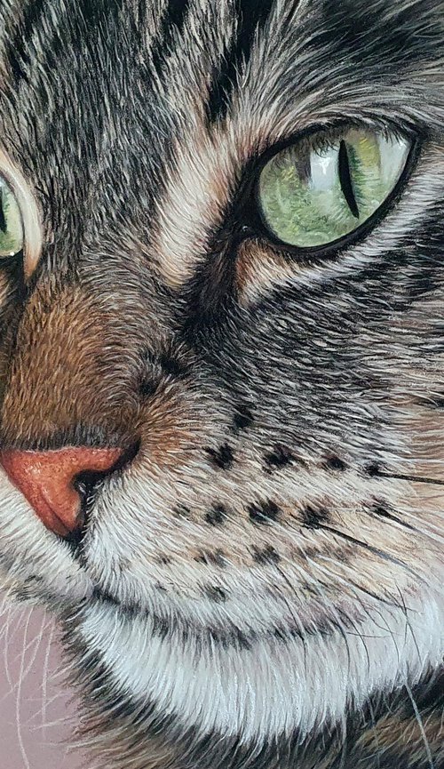 Maine Coon Cat Portrait by Silvia Frei
