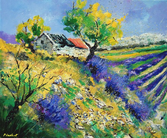 Lavender  in Provence - 6523