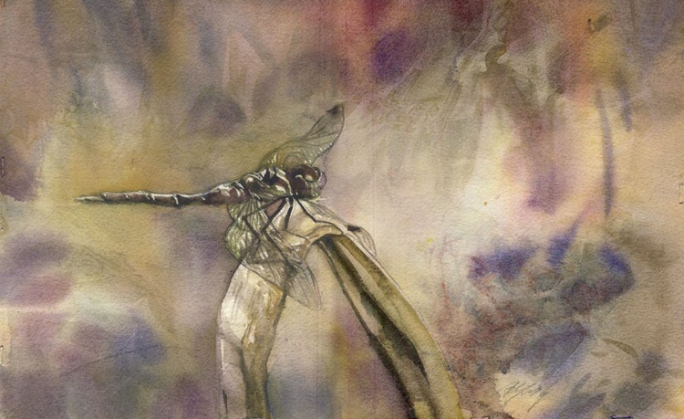 Dragonfly Resting Watercolour By Alfred Ng Artfinder