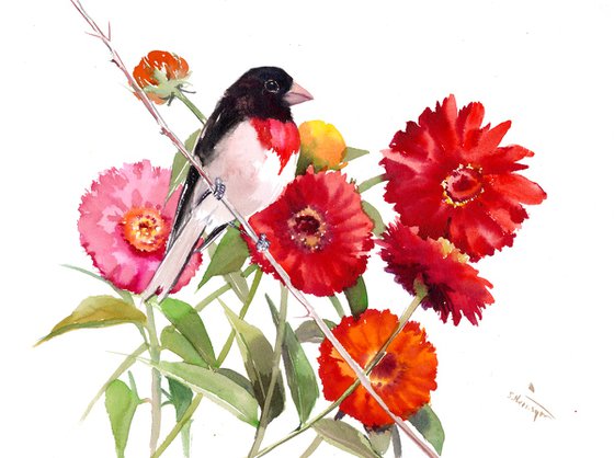 rose-breasted grosbeak and Zinnia Flowers