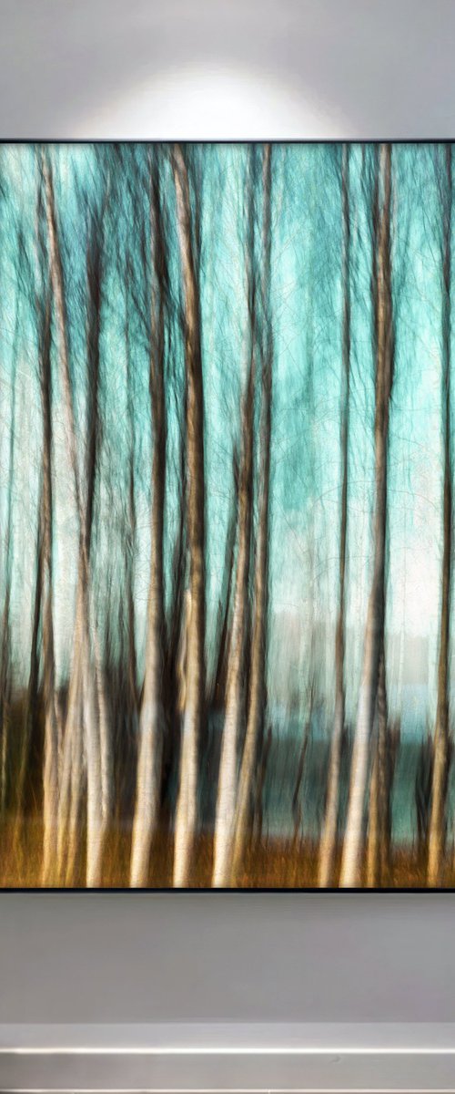 Birches (studio 5) by Karim Carella