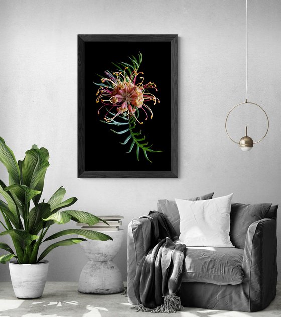 Grevillea Superb