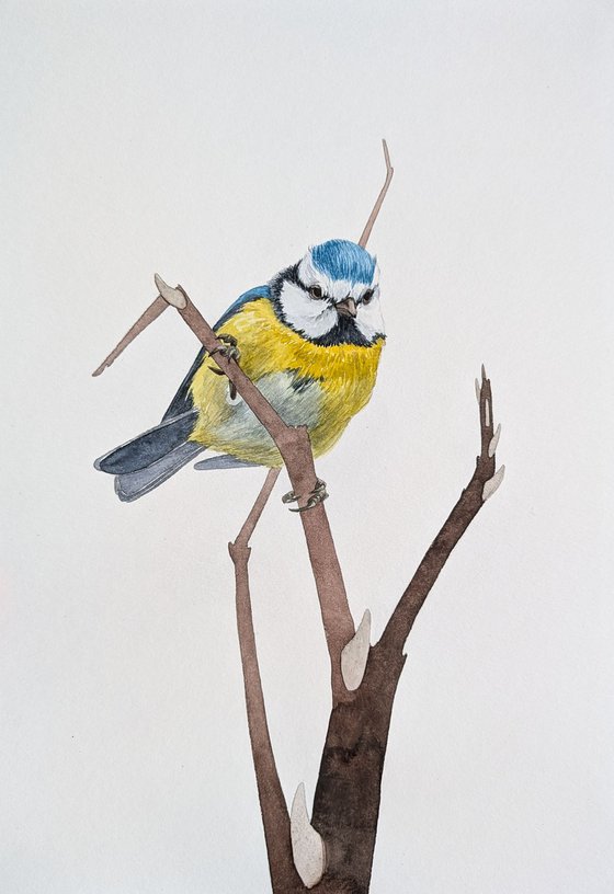 Tired Blue Tit