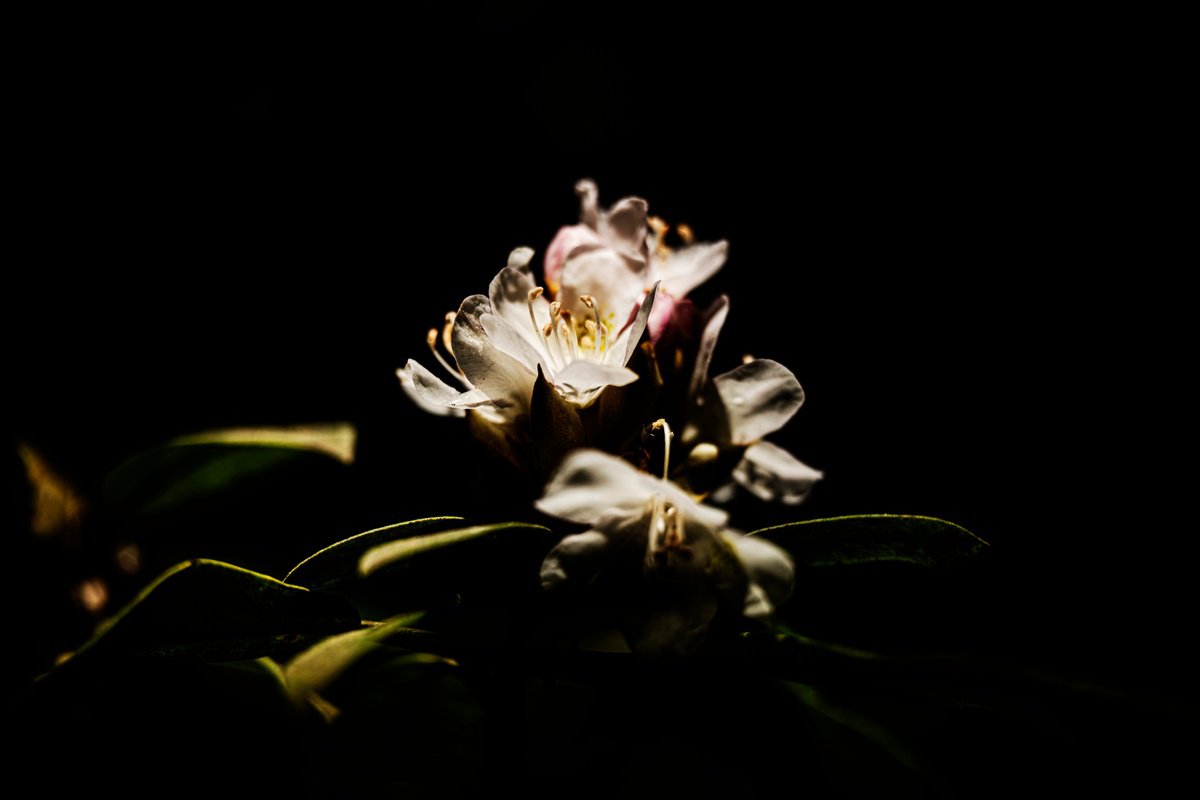 Botanical Photograph By David Huntzinger, 26 X 17, Illuminated Blossom, Original Artwork