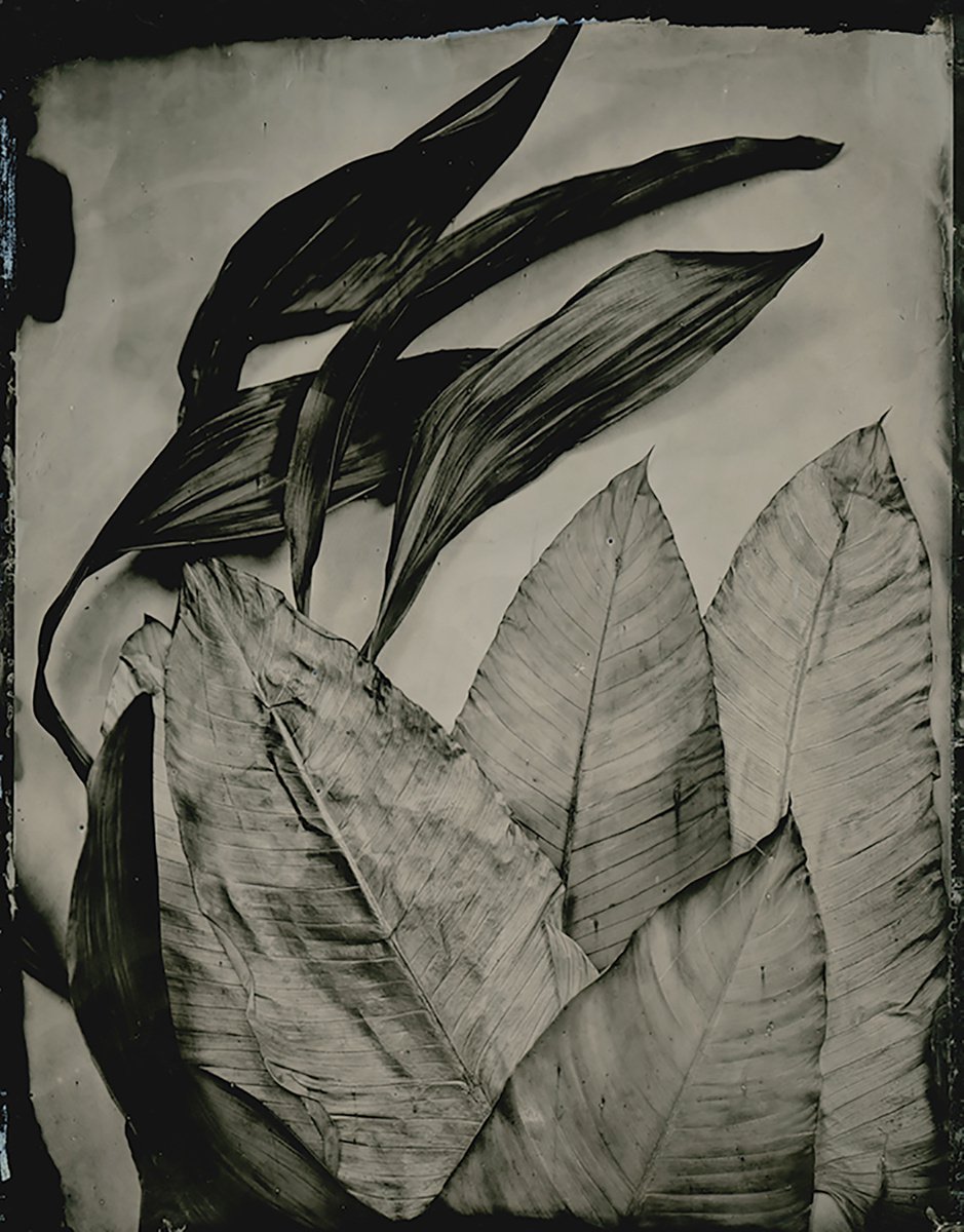 Photorealistic Botanical Photograph By Nicolas Laborie, 8 X 10", Windswept, Original Artwork