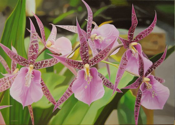 Orchids