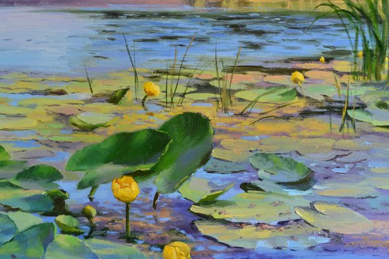 Water lilies on a sunny day