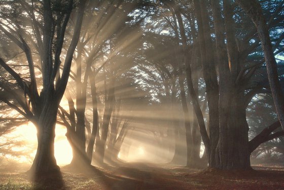 Cypress Tree Sunrise