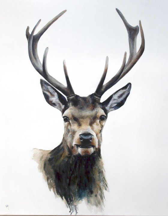 Stag