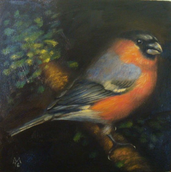 Bullfinch (SOLD)