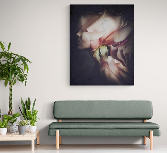 Botanical collection Vol 44. Rose Victoria  Art portrait on canvas