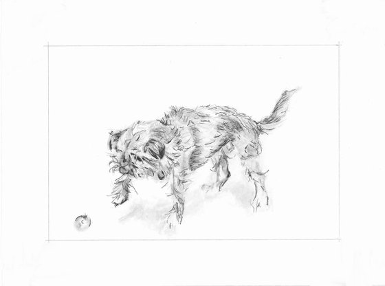 Border Terrier Sketch 'toe tap'