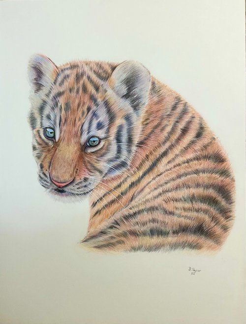 ‘Innocence’ Tiger cub drawing by Bethany Taylor