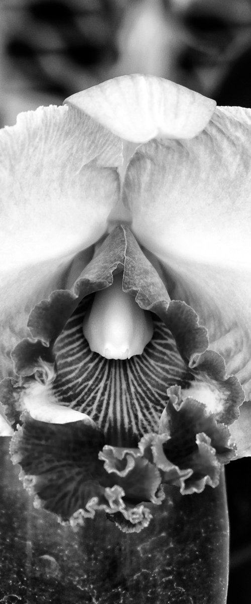 PEACE OF TIME ORCHID Landers CA by William Dey