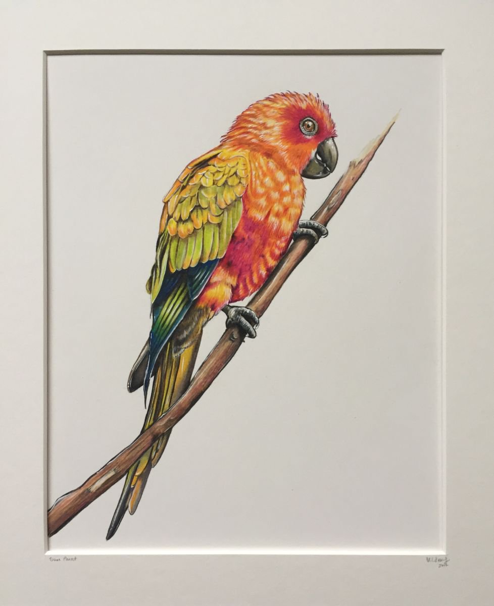 Sun Parrot by Karen Elaine Evans