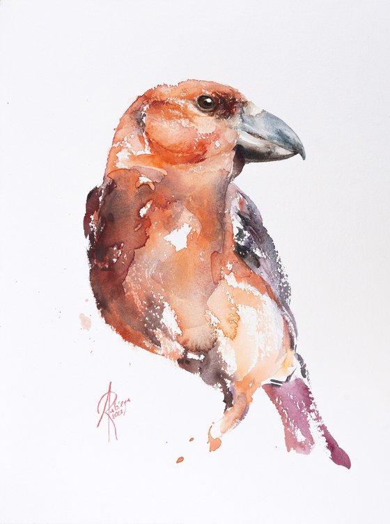 Parrot crossbill - female