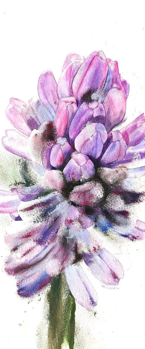 Mr. Hyacinth From Keukenhof by Alona Hryn