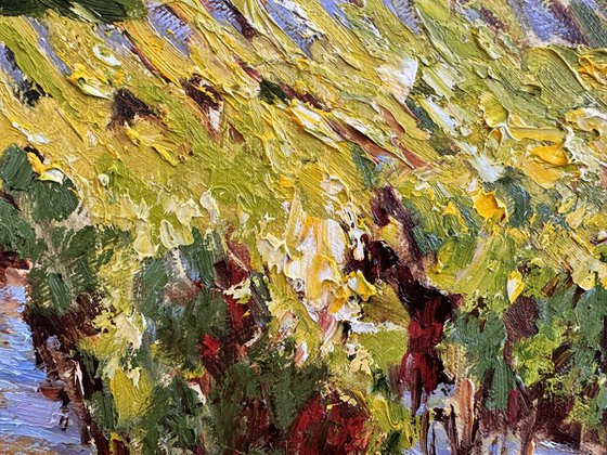Vignes sous le soleil