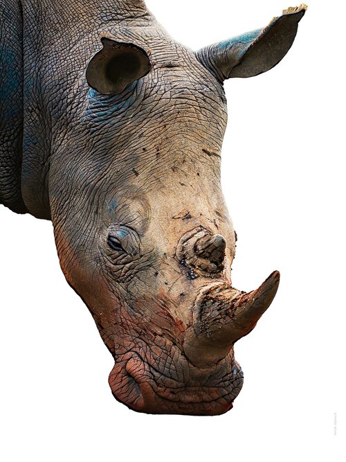 Sneak Peek Rhino by Marlene Watson