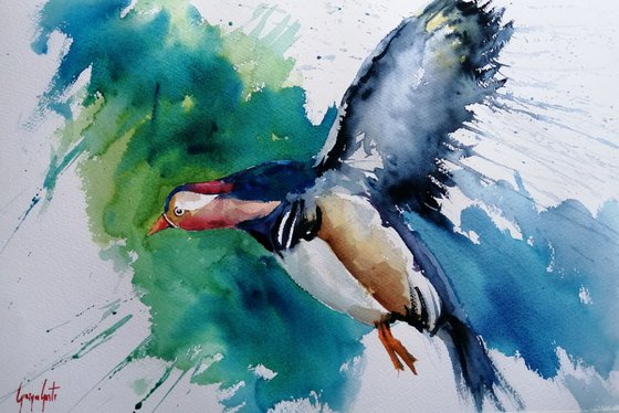 Mandarin duck
