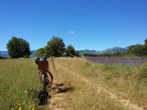 Lavande Chemin du Puys