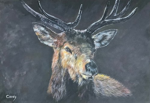 The stag by Darren Carey