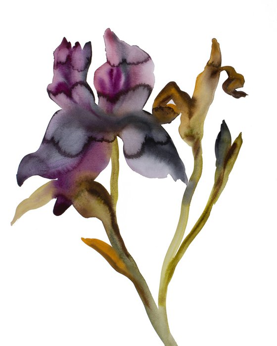 Iris No. 205