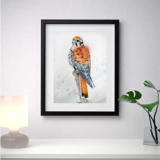 American Kestrel - Sparrow Hawk